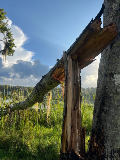 Tree And Deck Repair Before
