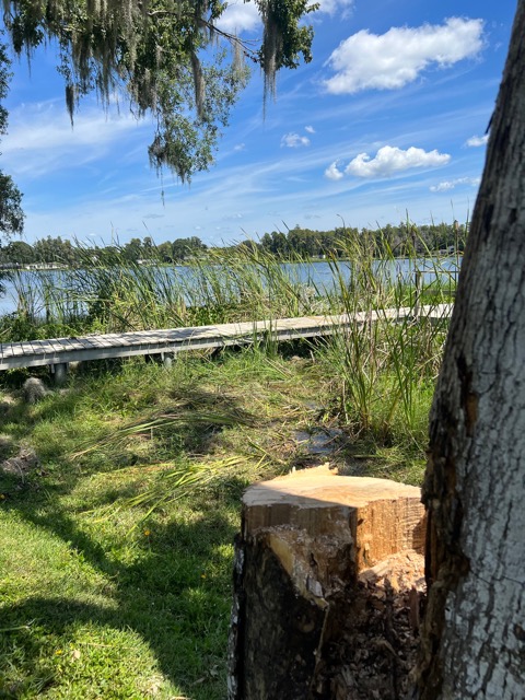 Tree And Deck Repair After